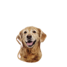 Llavero Personalizado de Perro