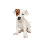 Llavero Personalizado de Perro en Acrílico