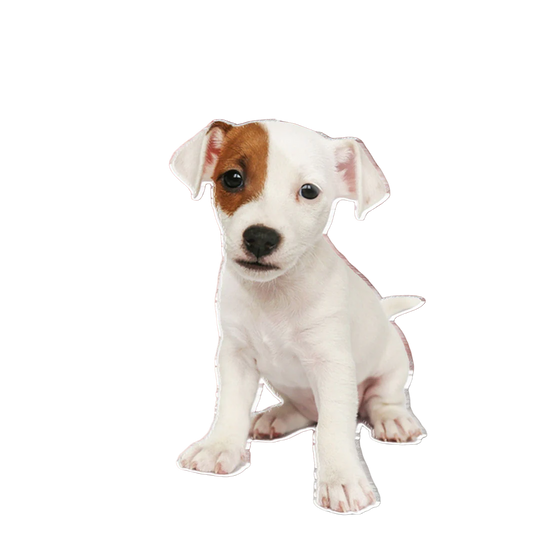 Llavero Personalizado de Perro en Acrílico