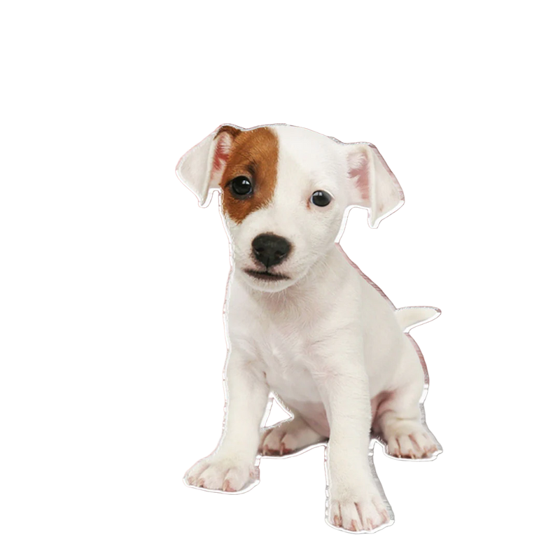 Llavero Personalizado de Perro en Acrílico